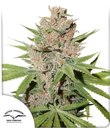 Passion Fruit cannabis flower bud and Dutch Passion logo in the left lower corner