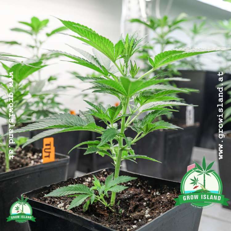 Power Plant pre-grown hemp plant and five other in the background