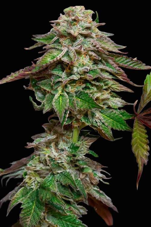 Blue Gem hemp flower bud