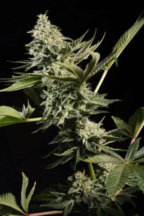 Glowstarz hemp flower bud