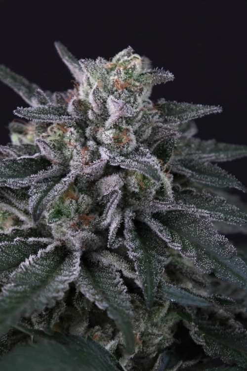 Gulupa hemp flower bud
