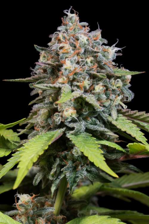 Highway 66 hemp flower bud