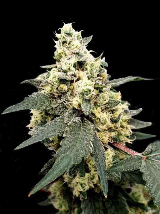 Lemonade Auto hemp flower bud