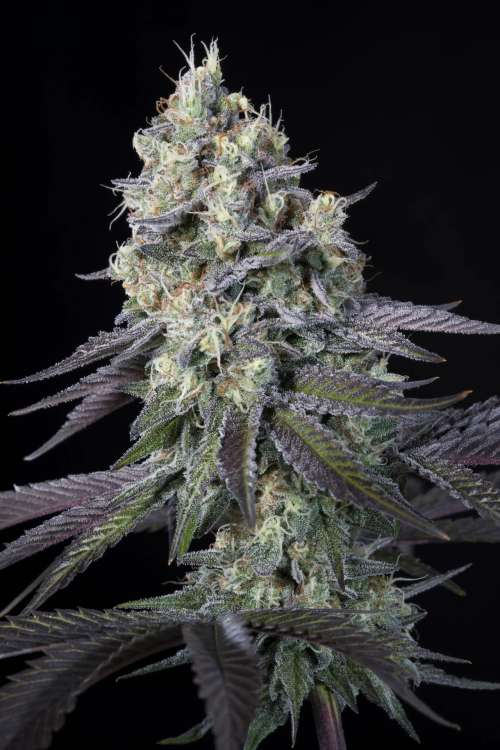 Purple Mints hemp flower bud