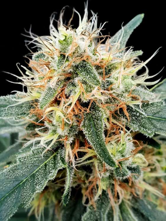 Stromboli Auto hemp flower bud
