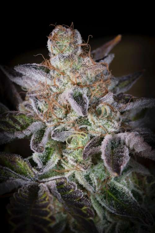 Sweetopia hemp flower bud