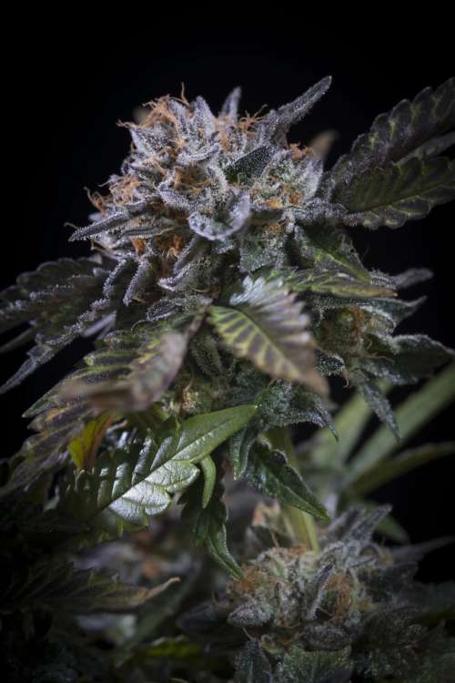 White Noise hemp flower bud