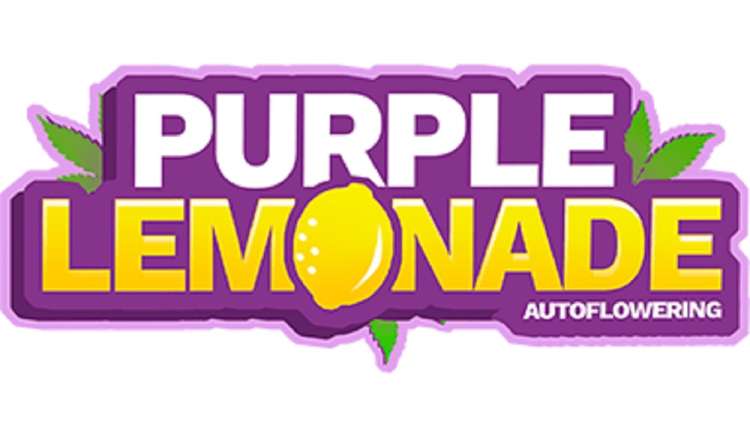Purple Lemonade logo with white-purple-yellow text and one yellow lemon on it