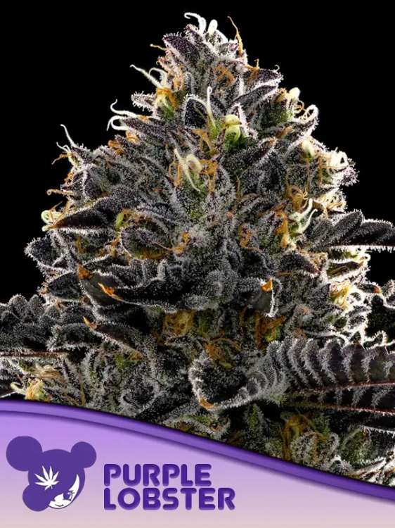 Cannabisblüte der Sorte „Purple Lobster“ vor schwarzem Hintergrund und dem Logo von Anesia Seed mit dem lilahaarigen Frauengesicht in der linken unteren Ecke