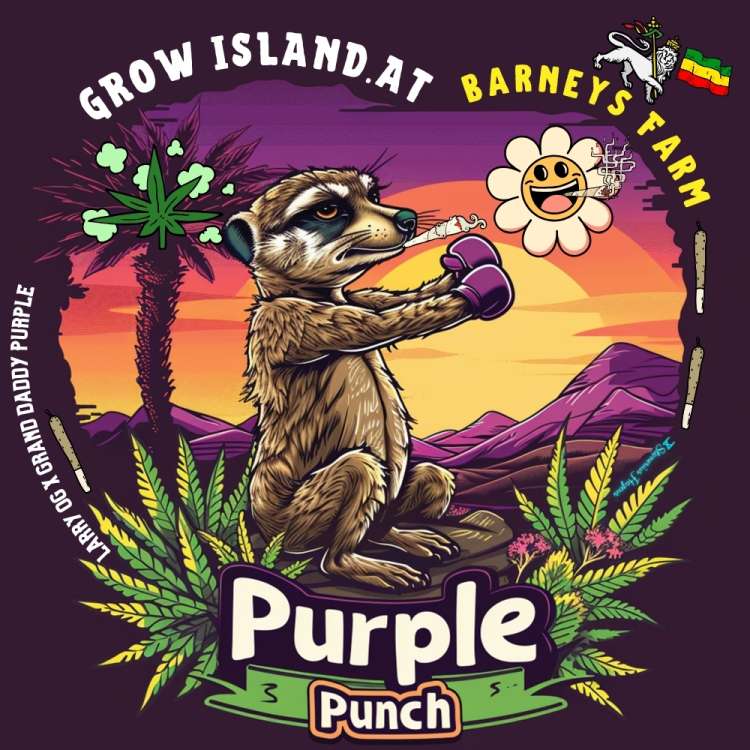 Purple Punch logo, a meerkat in purple boxing gloves, with a joint in its mouth. Palm tree and mountain in a background