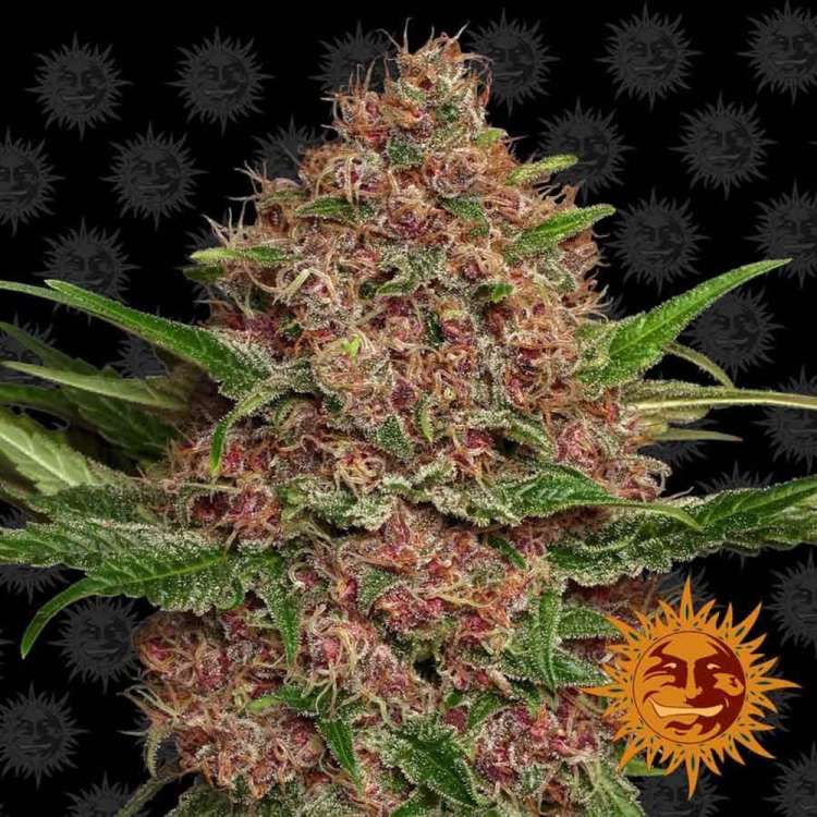 Purple Punch cannabis flower bud with black background and orange barneys farm sun logo in the right lower corner