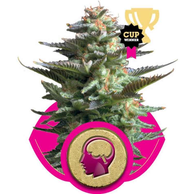Royal Queen Seeds / FEM / Amnesia Haze