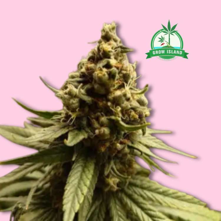 AMG feminised cannabis flower bud from Royal Queen Seeds with hell rose background and green Grow Island logo in the right upper corner
