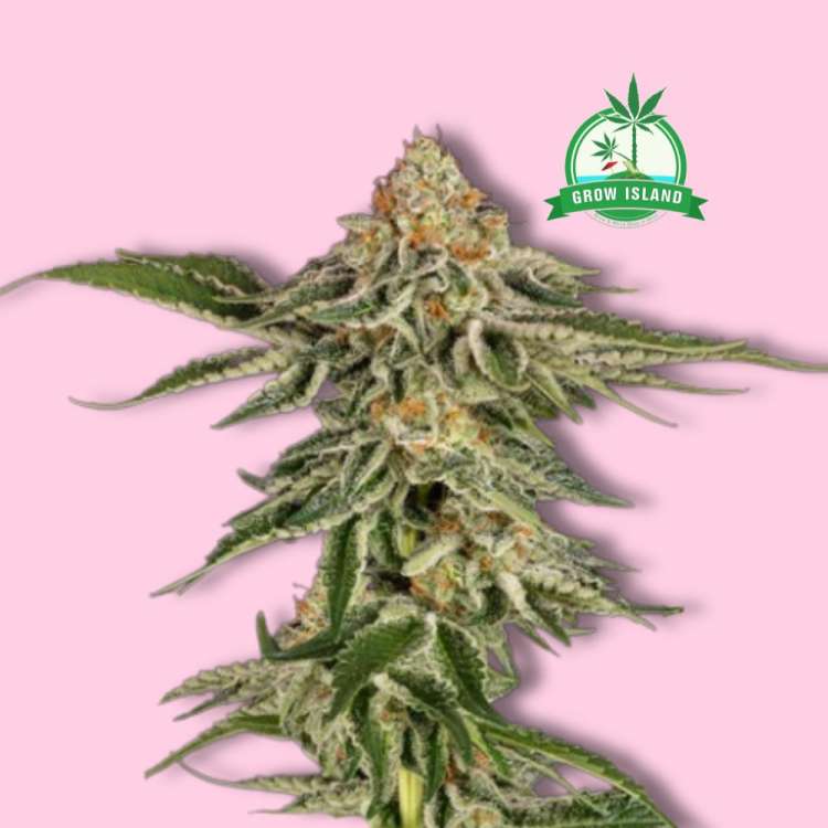Cherry Pie feminised cannabis flower bud from Royal Queen Seeds with hell rose background and green Grow Island logo in the right upper corner