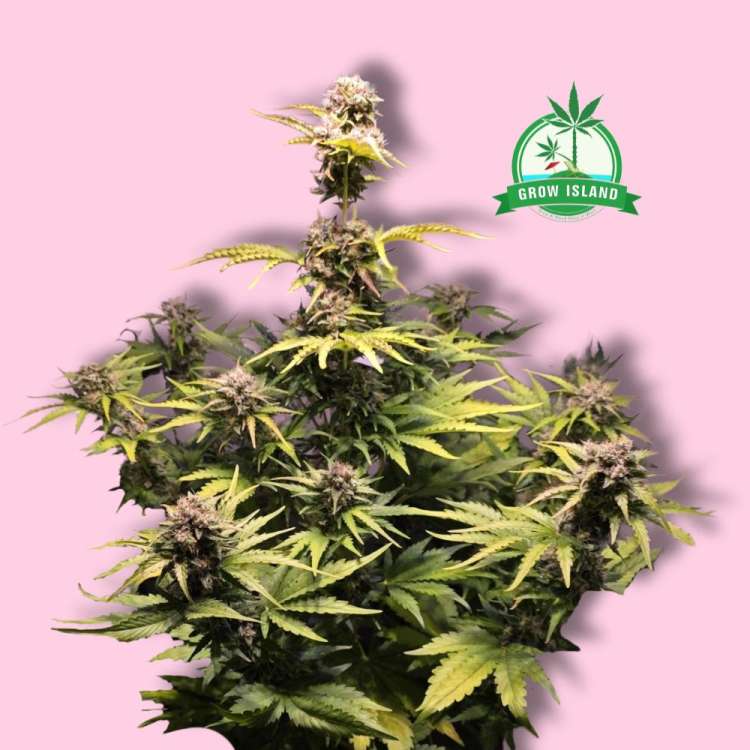Watermelon cannbis flower bud with a green Grow Island logo in the right upper corner and hell rose background