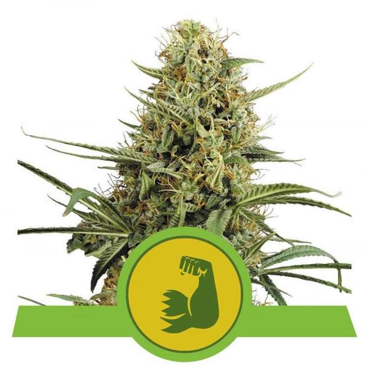 Hulkberry auto cannabis flower bud