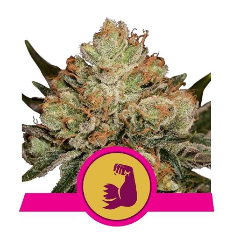 Hulkberry cannabis flower bud