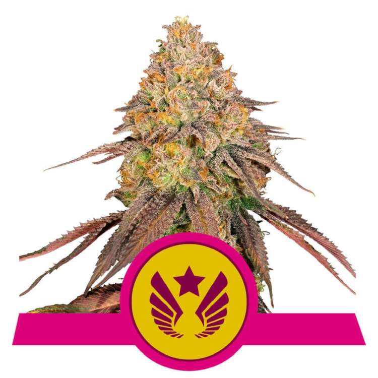 Legendary OG Punch cannabis flower bud