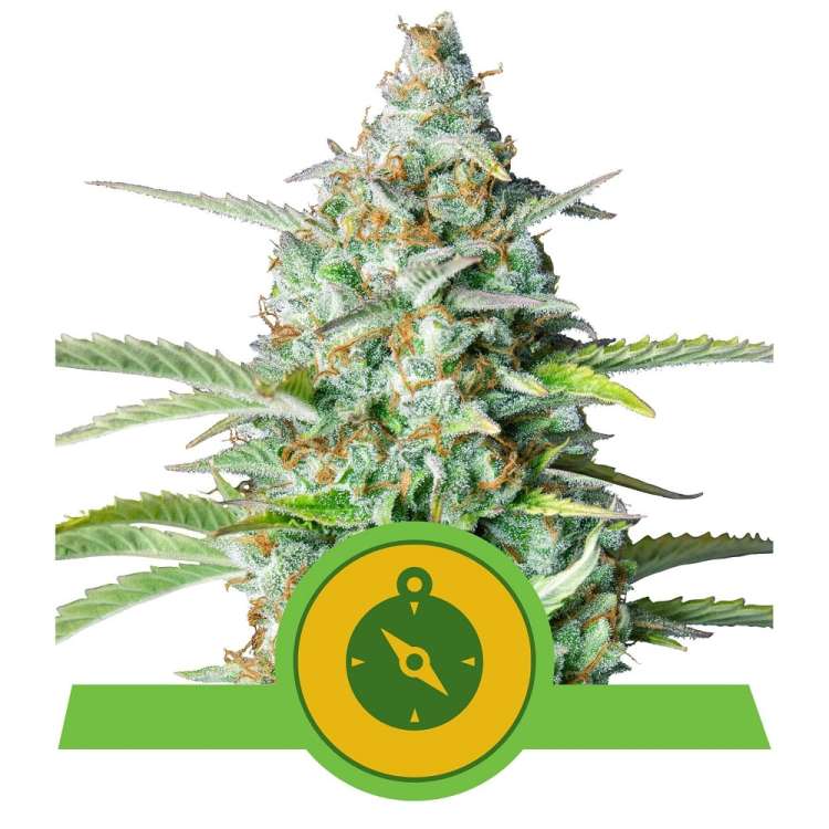 Northern Light cannabis flower bud