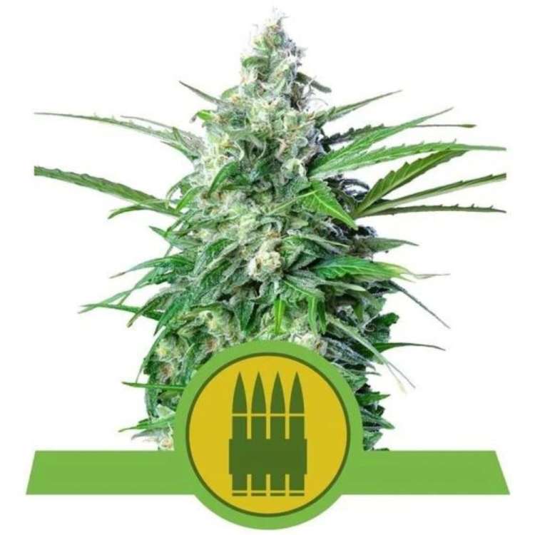 Royal AK cannabis flower bud