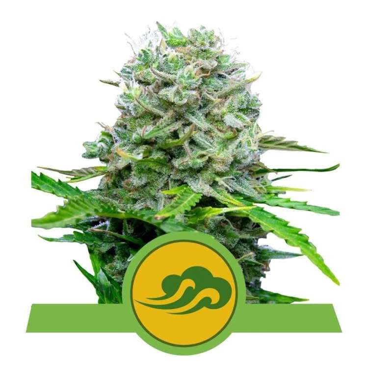 Royal Bluematic cannabis flower bud