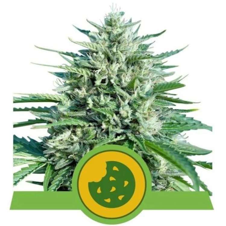 Royal Cookies cannabis flower bud