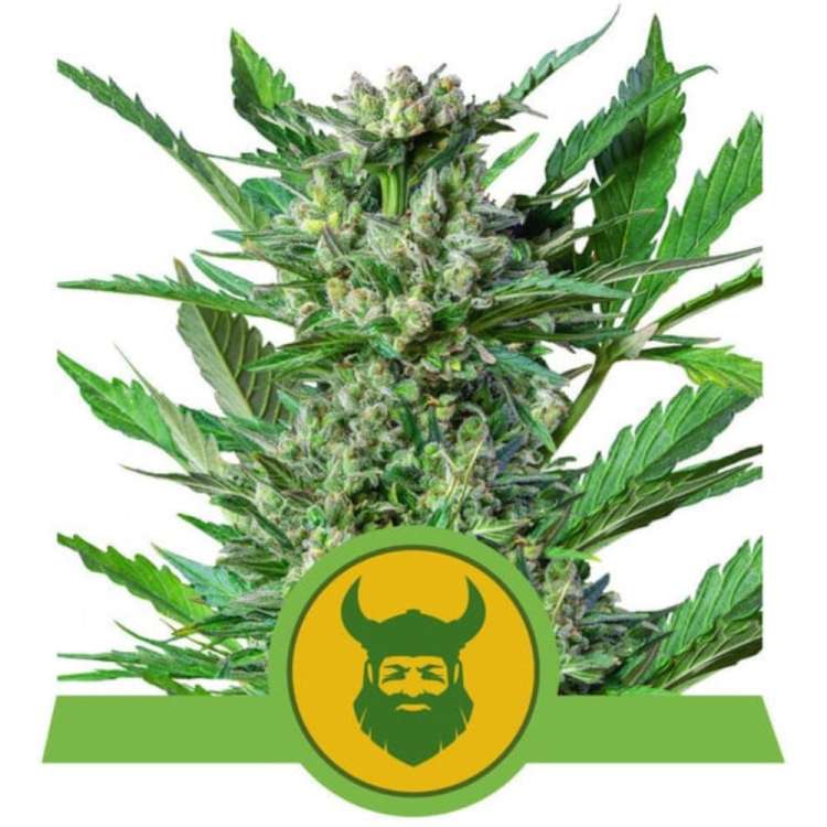 Royal Dwarf cannabis flower bud