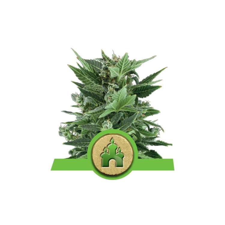 Royal Kush cannabis flower bud