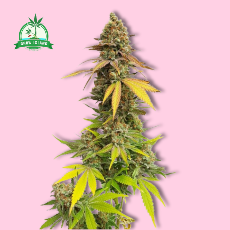 Special Queen hemp flower long bud with pink background and green Grow Island logo in the left corner