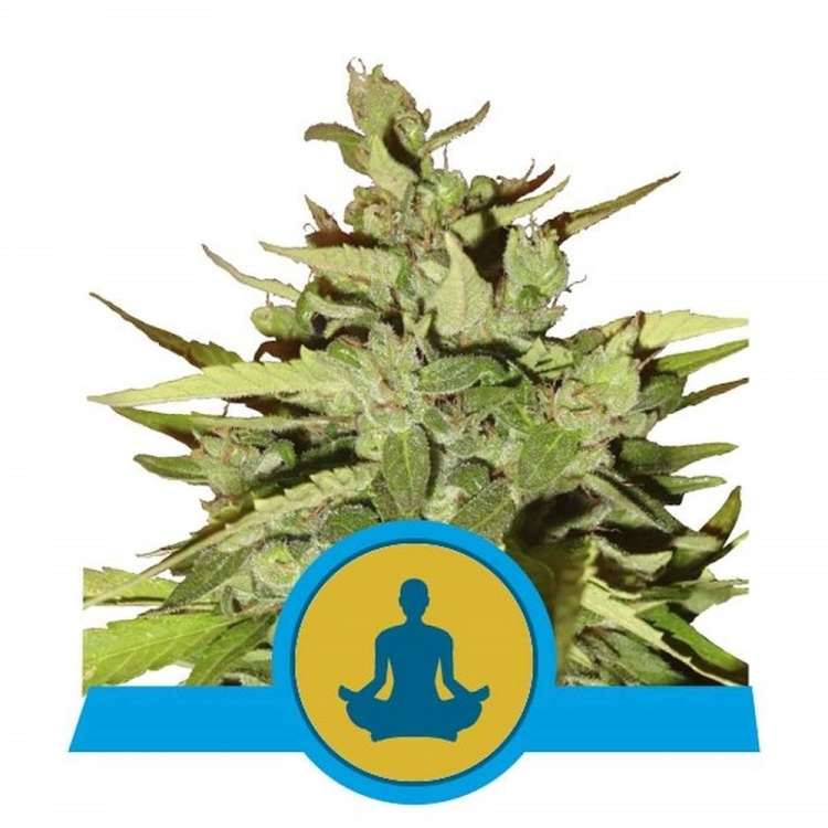 Royal Queen Seeds / CBD / Auto Stress Killer CBD