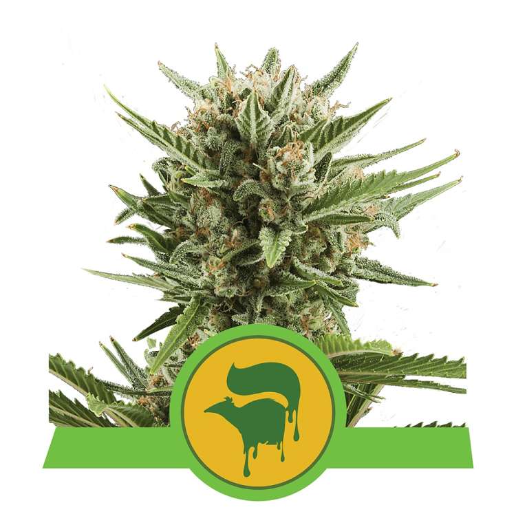 Sweet Skunk cannabis flower bud