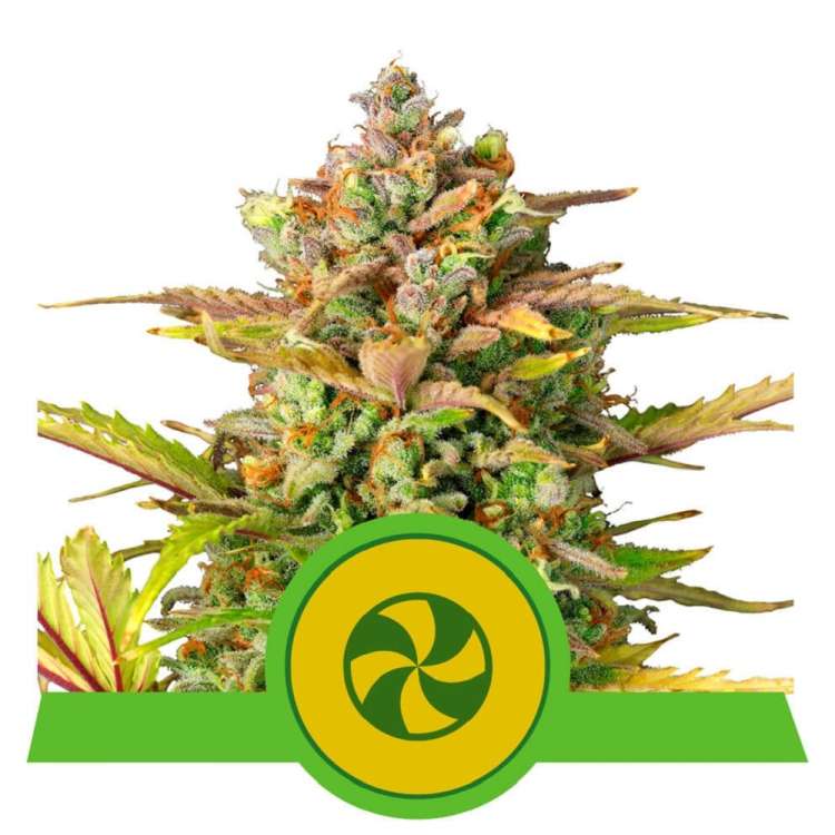 Sweet ZZ cannabis flower bud