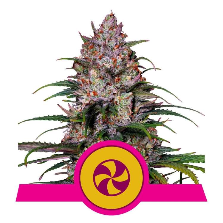 Sweet ZZ cannabis flower bud