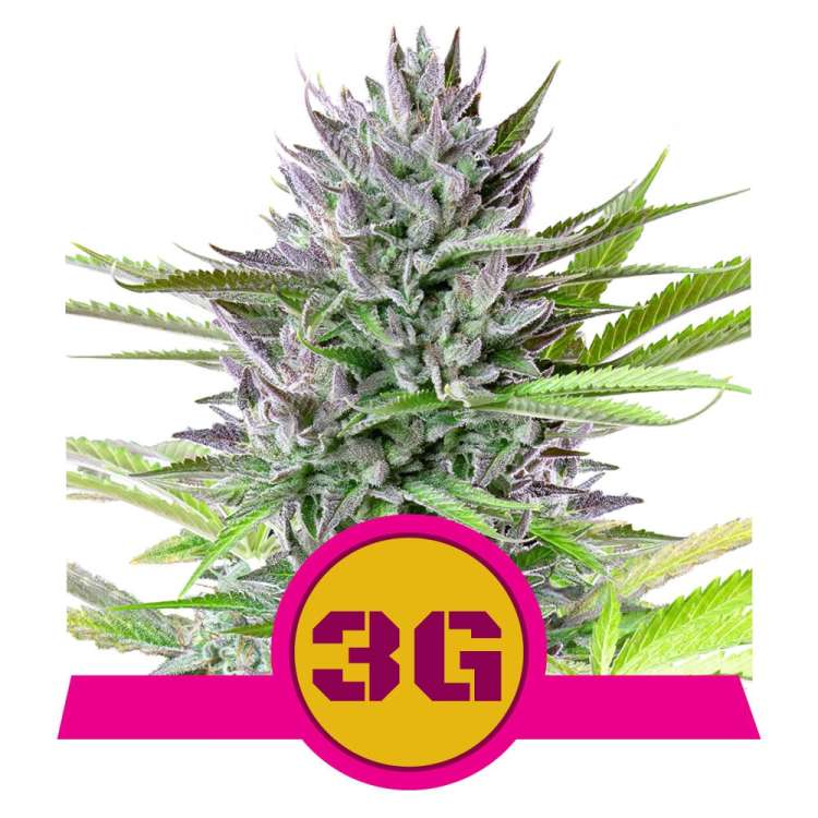 Triple G cannabis flower bud with purple shade