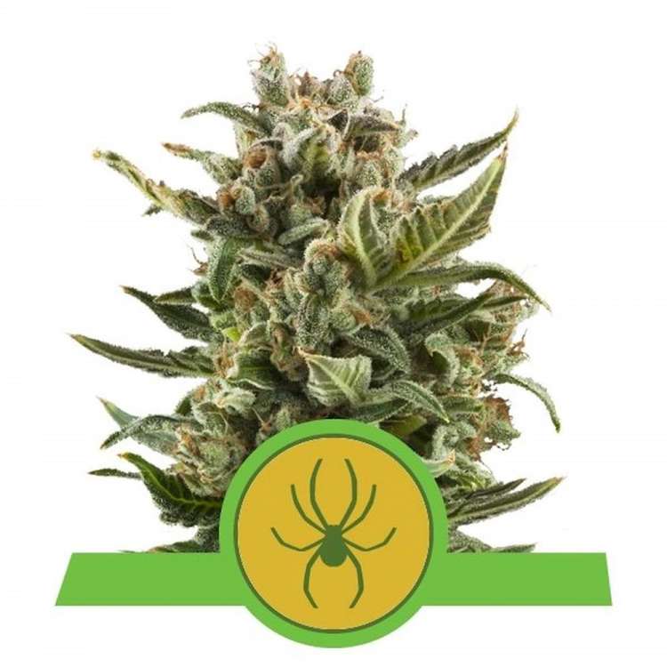 White Widow cannabis flower bud