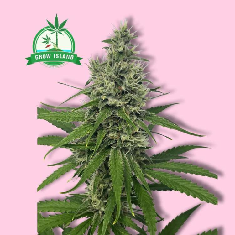 S.A.D. S1 hemp flower from Sweet Seeds with hell rose background and green grow island logo in the left upper corner
