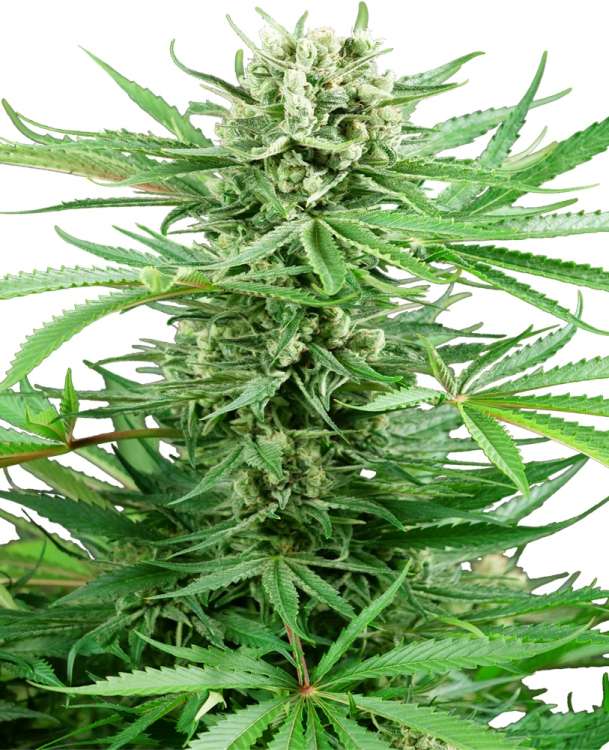 Papi Chulo OG hemp flower, thicker bud with many leafs