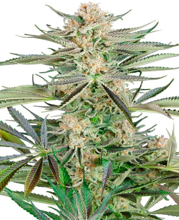 Screwdriver OG hemp flower, thicker bud