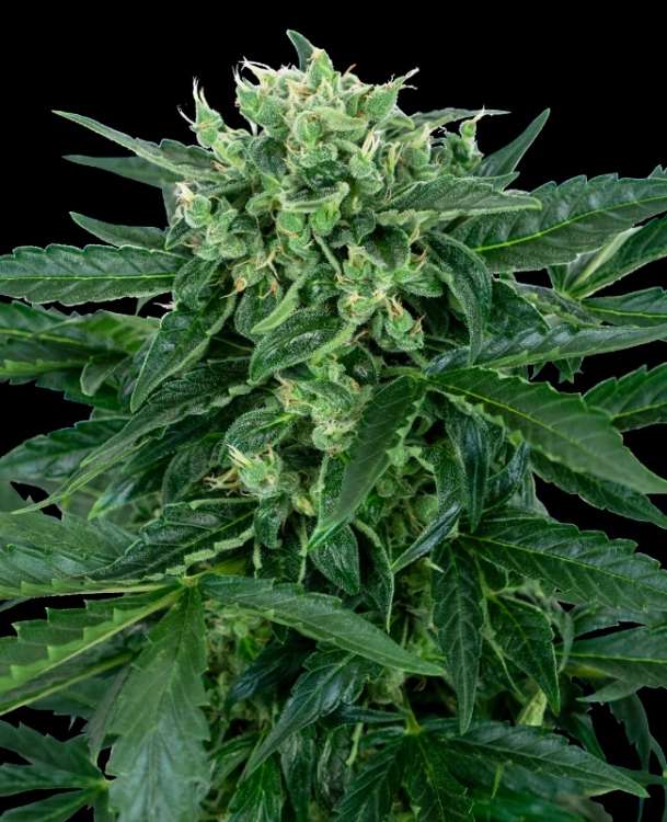 Sensi Amnesia hemp flower
