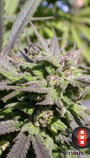 Biddy Early hemp flower bud