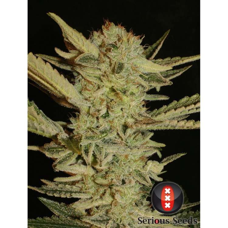 Serious Seeds Bubble Gum