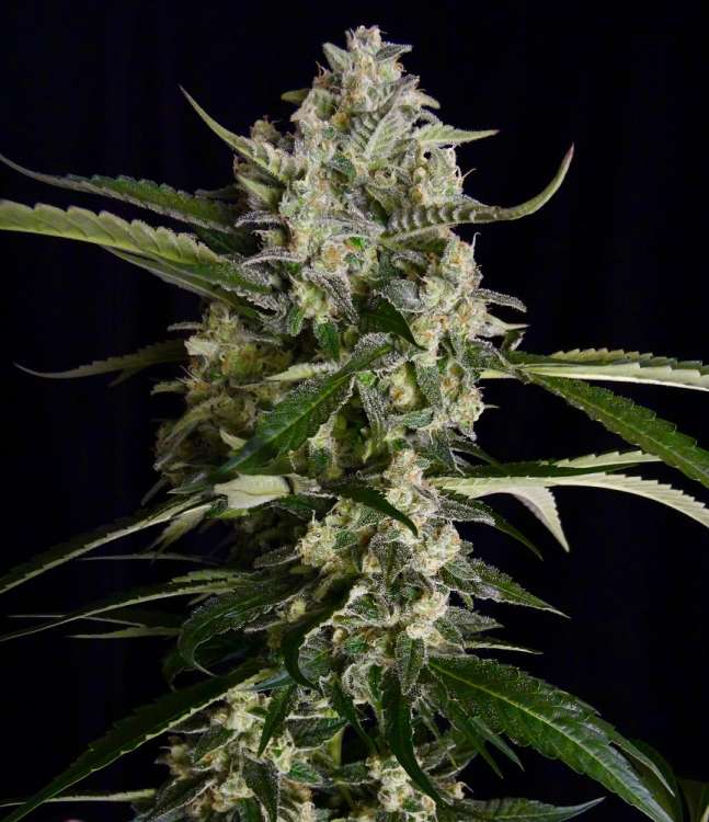 Seriosa hemp flower bud
