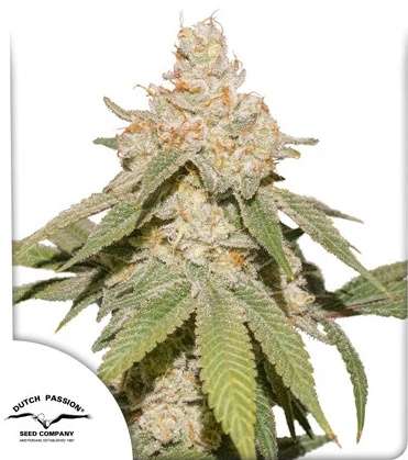 SFV OG cannabis flower bud and dutch passion logo in the left lower corner