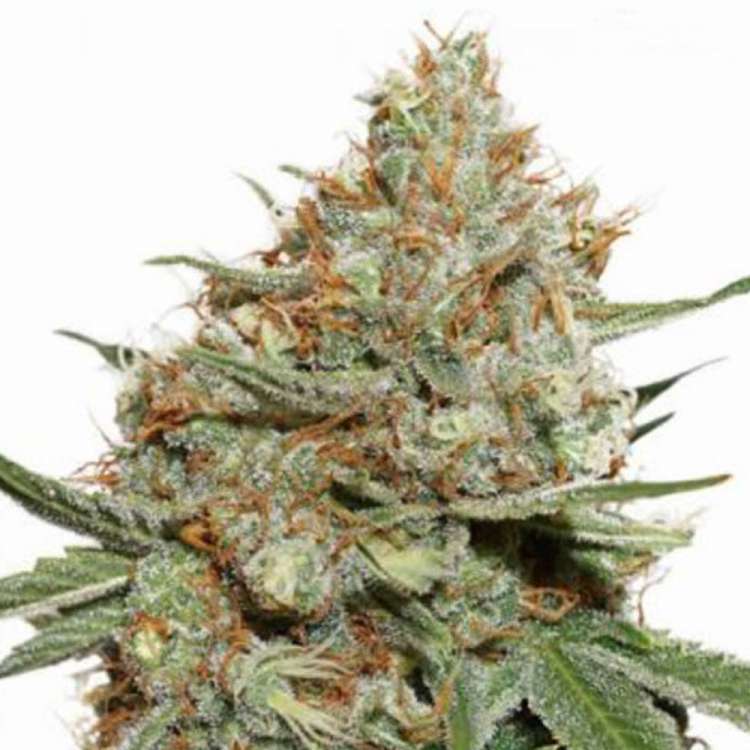 Skunk 11 cannabis flower bud