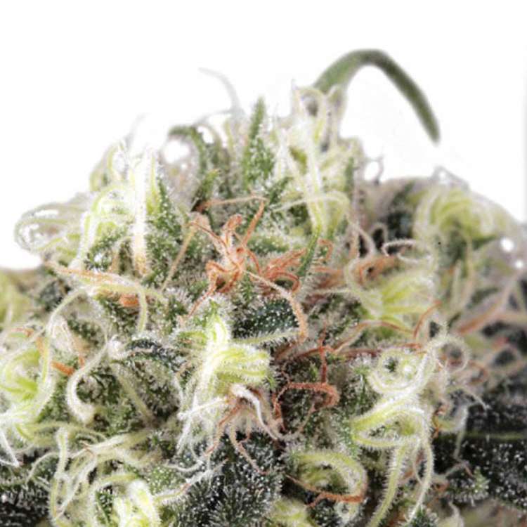 Snow Bud cannabis flower bud