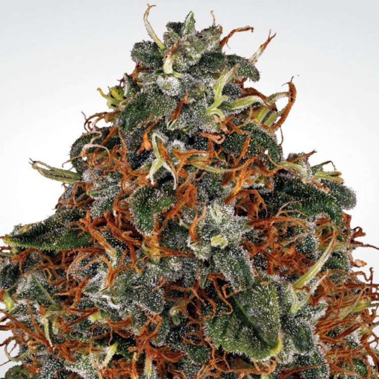 Space Cookies hemp flower bud