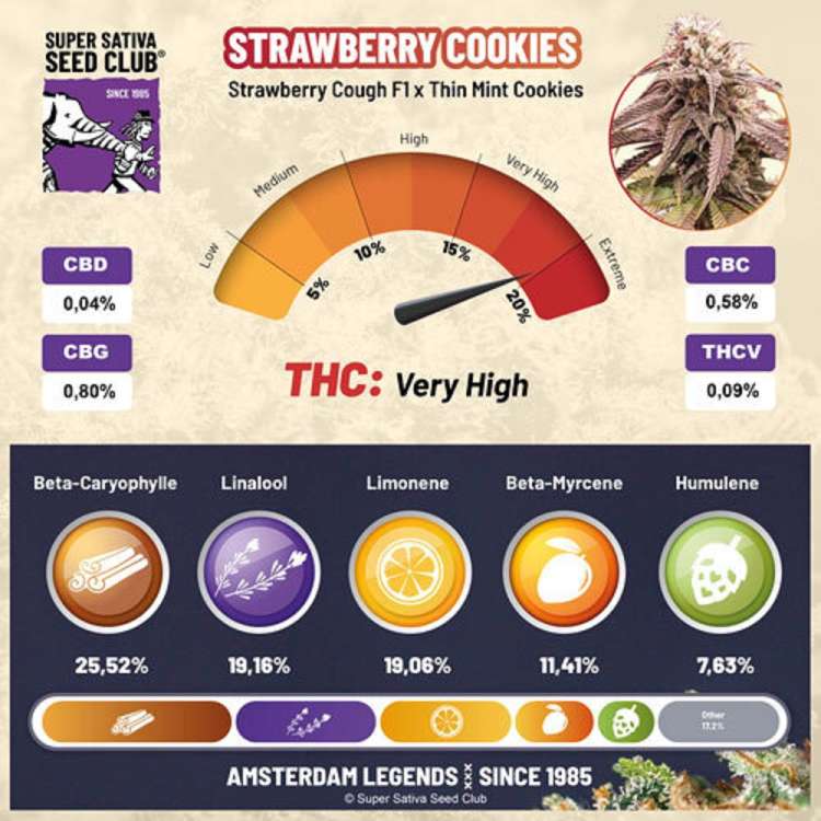 Super Sativa Seeds Club / FEM / Strawberry Cookies