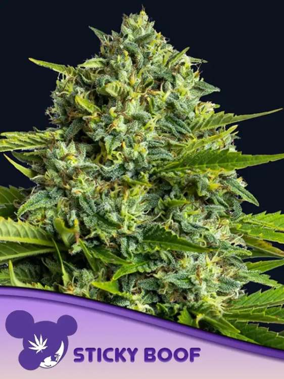 Sticky Boof Cannabisblüte vor Rosenhintergrund und Logo einer lilahaarigen Frau von Anesia Seed in der linken unteren Ecke