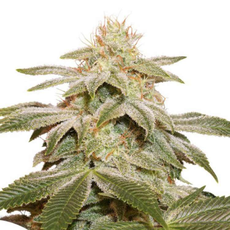 Sugar Bomb Punch cannabis flower bud