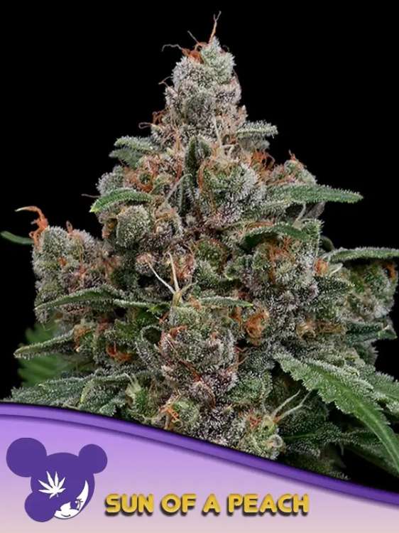 Cannabisblüte der Sorte „Sun of a Peach“ vor schwarzem Hintergrund mit dem Logo einer lilahaarigen Frau von Anesia Seed in der linken unteren Ecke